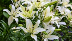 Lilia św. Józefa (Antoniego), magiczny kwiat z długą historią, kiedyś rósł w wielu ogrodach. Teraz pomału wraca, znów ciesząc oko swoją delikatnością.