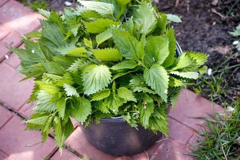 Pokrzywa zawiera mnóstwo składników odżywczych, dlatego doskonale sprawdzi się jako nawóz dla roślin