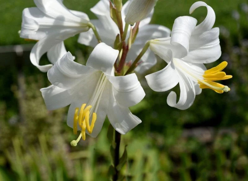Rozłożyste kwiaty lilii przyciągają wzrok już z daleka i to nie tylko dlatego, że wznoszą się dumnie wysoko ponad bylinową rabatę
