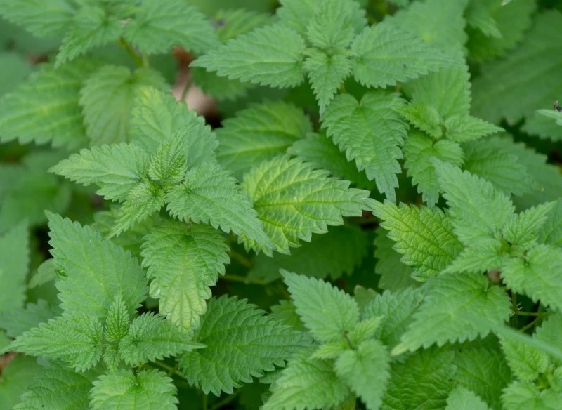 Z pokrzywy można przygotować gnojówkę, wywar lub wyciąg