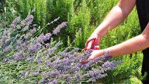 Sprawdź, jak zbierać nasiona lawendy oraz jak je sadzić krok po kroku.