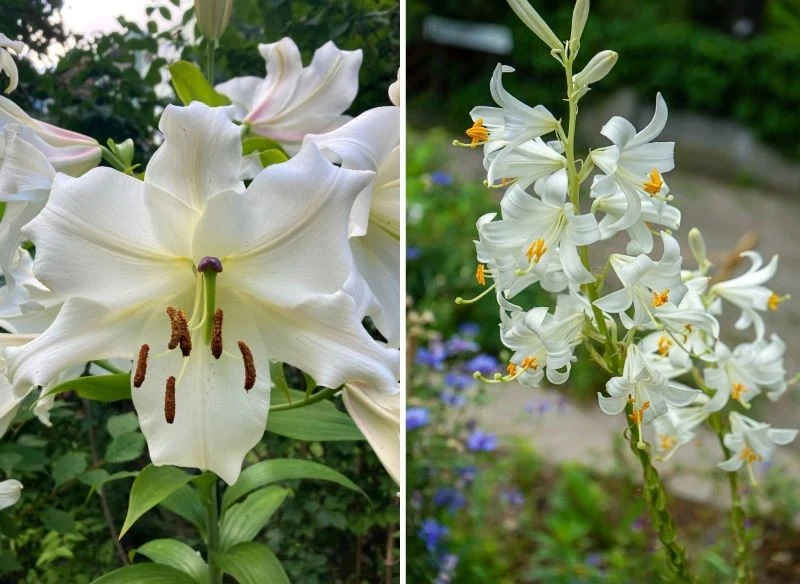 Lilie białe subtelnie dekorują rabaty w ogrodzie, są jednocześnie fantazyjne, lekkie i bardzo eleganckie, dlatego pasują do każdego stylu, jaki nad...