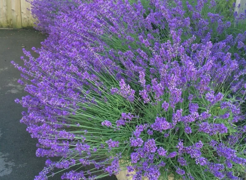 Jednym ze sposobów na rozmnażanie lawendy jest wysiew nasion