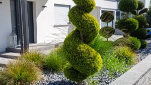 Jak formować iglaki? Formowanie drzew i krzewów iglastych