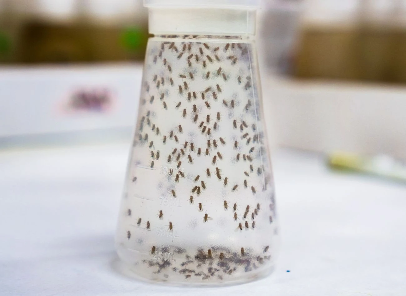 Muszki owocówki można zwabić na kilka sposobów