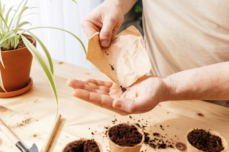 Nasiona lawendy są bardzo małe, przed wysiewem warto je poddać stratyfikacji