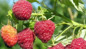 Maliny przycina się według określonego harmonogramu.