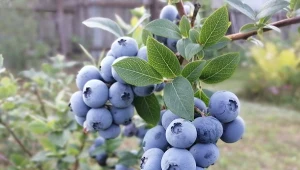 Wyjaśniamy, jak dobrze nawozić borówkę amerykańską.