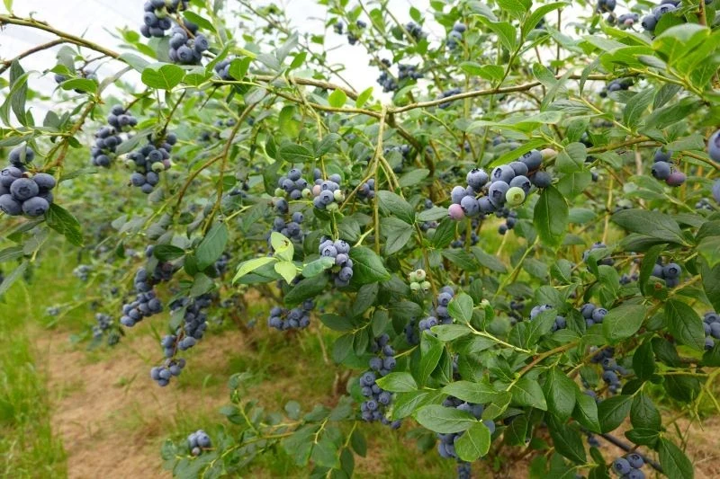 Borówka amerykańska potrzebuje różnych dawek nawozów na poszczególnych etapach swojego rozwoju