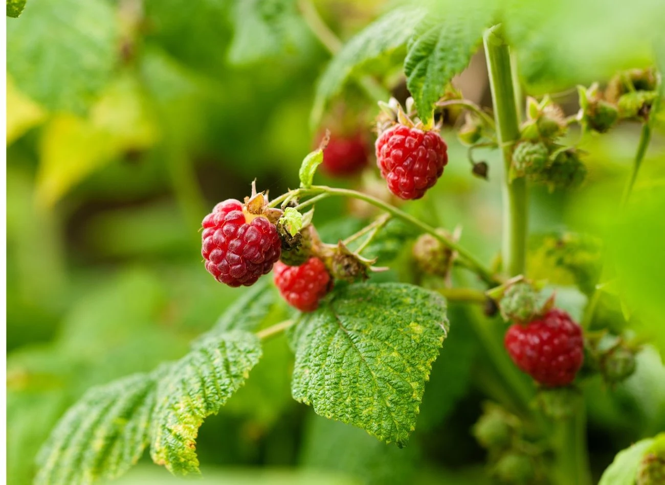 Jeśli źle i w nieodpowiednim czasie przytniesz maliny, nie spodziewaj się dobrych plonów za rok