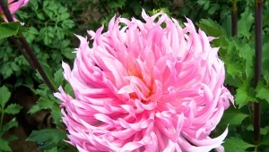 Dalie giganty, najmodniejszy gatunek w ogrodach rustykalnych, obecnie podbija inne style. Jeszcze go nie masz w swojej kolekcji? Czas to zmienić. Efekt jest naprawdę wow.