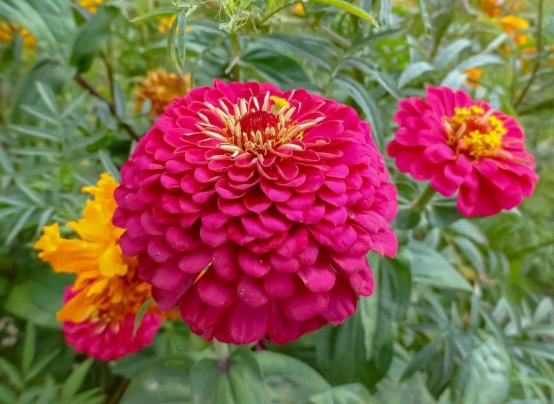 Wielkokwiatowe dalie to piękne, dekoracyjne rośliny, które warto sadzić na drugim planie, a także na tle malw czy przewyższających je słoneczników