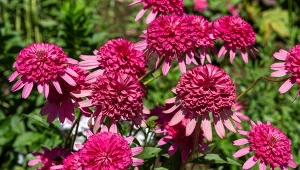 Jeżówka 'Southern Belle' to jedna z najpiękniejszych odmian tych kwiatów.