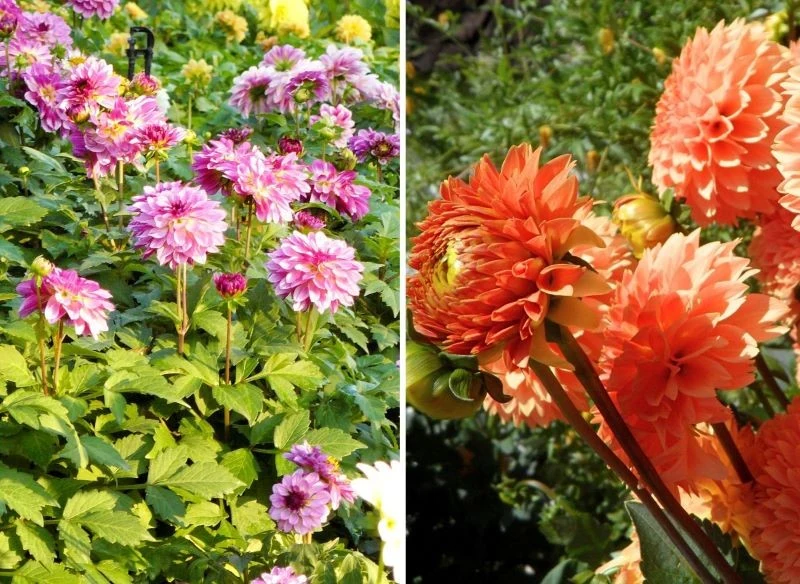 Kwitnące dalie w ogrodzie dodadzą koloru, a także podniosą granicę zieleni wysoko ponad średnie byliny