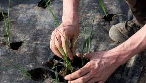 Jak sadzić por w lipcu? Oto kilka najważniejszych wskazówek.