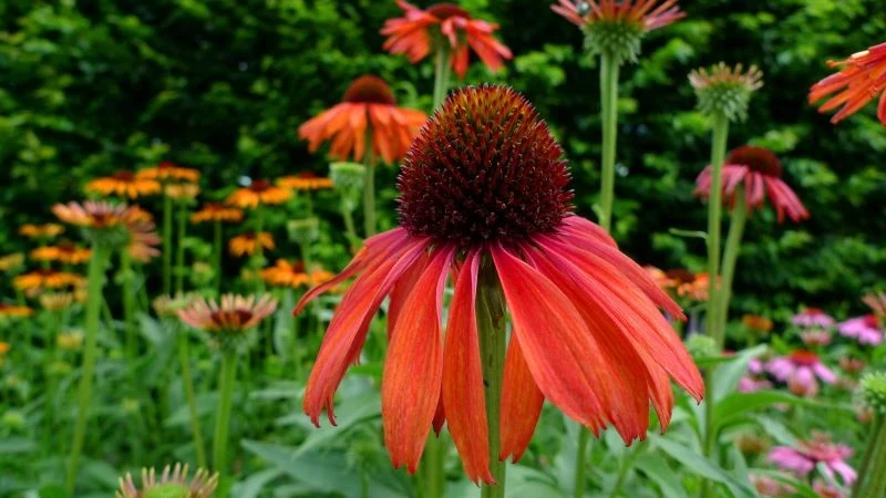 Jeżówka 'Mama Mia' jest propozycją dla miłośników kwiatów w wyrazistych kolorach