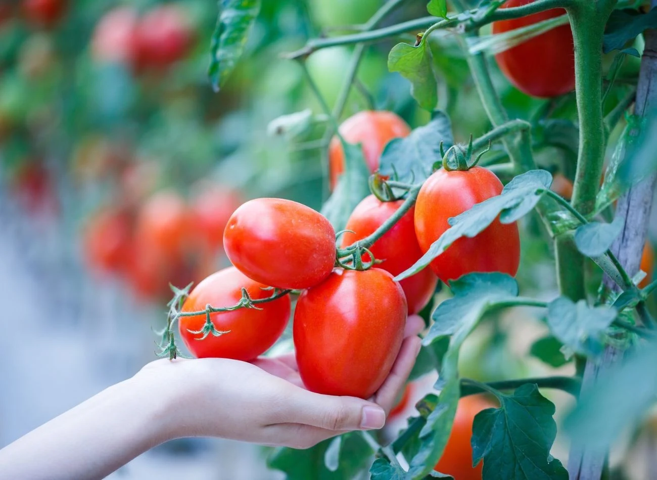 Regulacja grona pomidora wpływa nie tylko na jakość, ale też na wpływa wielkość zbiorów