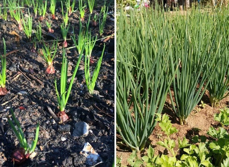 Nowe grządki pełne cebuli wyglądają coraz bardziej imponująco