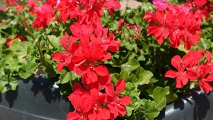 Dodaj do wody popularny napój i podlej pelargonie. Szybko odwdzięczą się pięknymi kwiatami