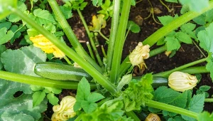 Podpowiadamy, jak pielęgnować cukinię w lipcu.
