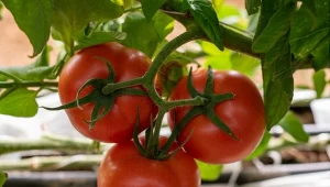 Skrzyp polny  jest wykorzystywany do uprawy pomidorów. Chroni przed szkodnikami, wzmacnia i wzbogaca glebę.