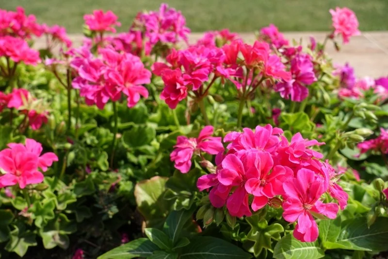 Latem częstotliwość podlewania pelargonii trzeba zwiększyć