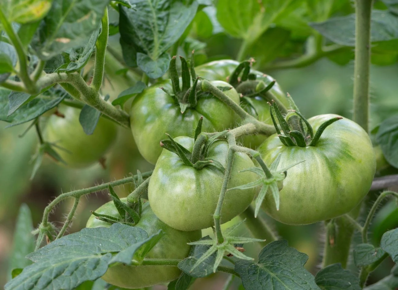 Gnojówki, wywary i opryski ze skrzypu polnego mają szerokie zastosowanie w uprawie pomidorów