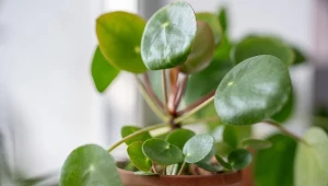 Jaki jest najtańszy i bezkosztowy sposób na rozmnożenie roślin doniczkowych?