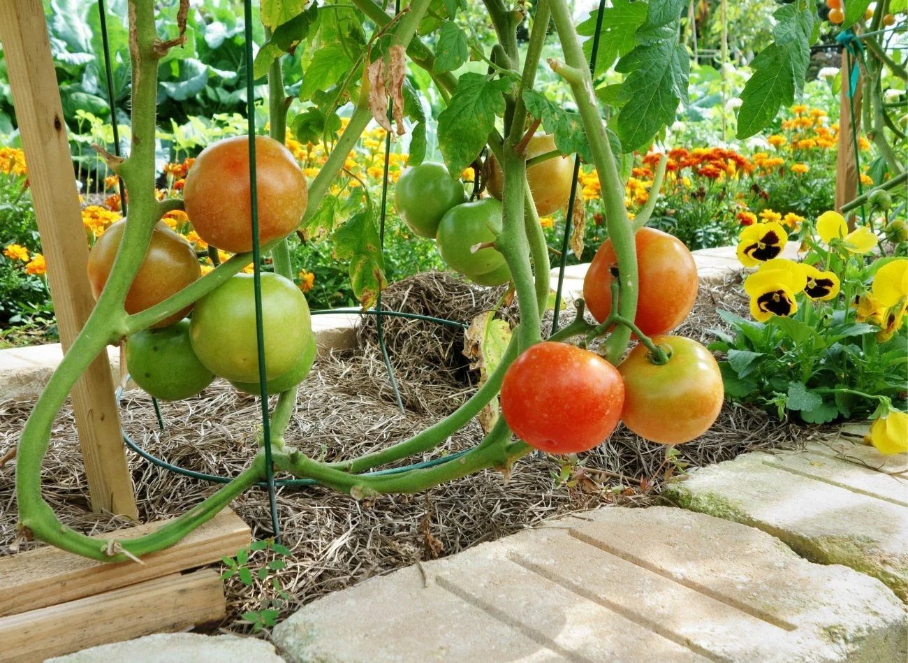 Pomidory należy podlewać wywarem ze skrzypu przez trzy tygodnie, co trzy dni