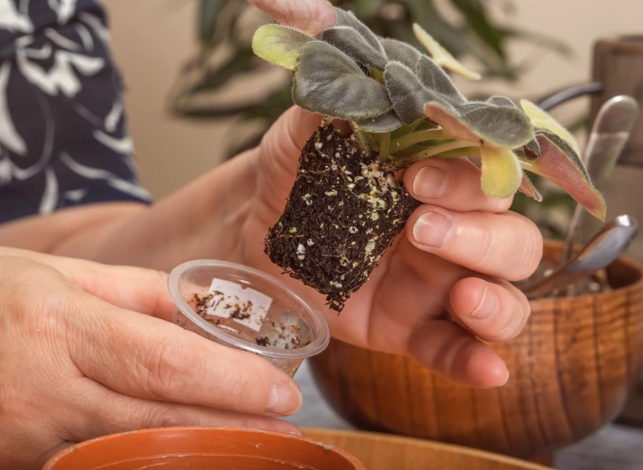 Kwiaty doniczkowe można rozmnożyć przez podział sadzonek