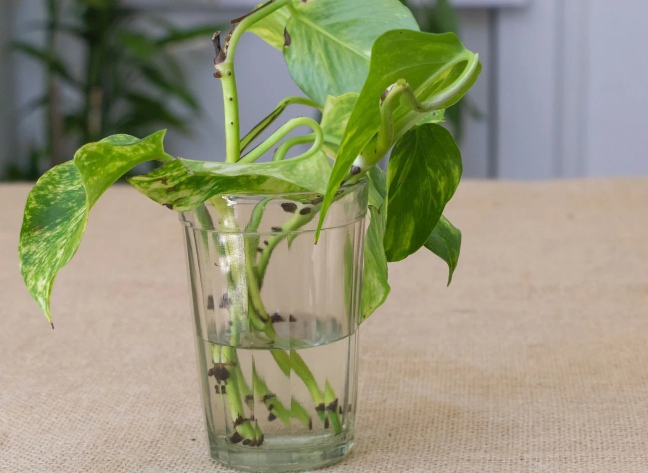 Żeby rozmnożyć rośliny doniczkowe, nie potrzebujesz ukorzeniacza