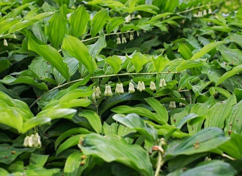 Gęsto porastająca podłoże kokoryczka zupełnie zasłania puste przestrzenie w ogrodzie