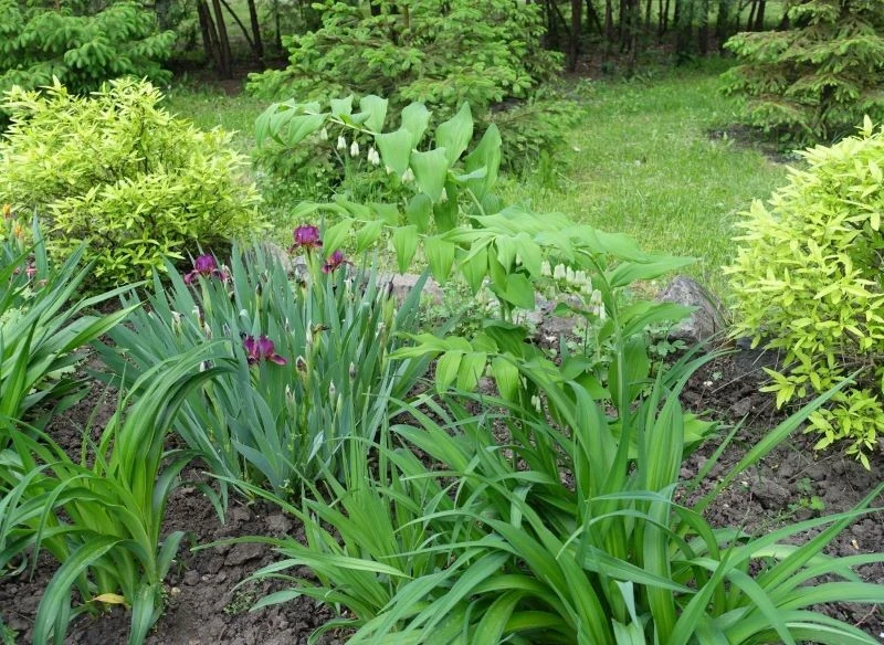 Wzniesione kokoryczki wysokie i odmiana gigant wypełnią wyższe parte rabaty, dodając jej lekkości i delikatności, dzięki swoim bajkowym, dzwonkowat...