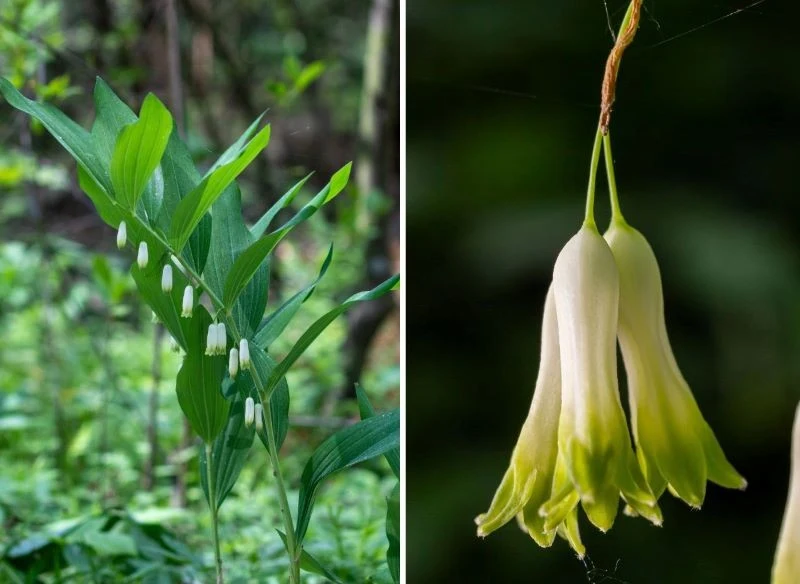 Kwiaty kokoryczki przypominają te zwisające u konwalii, choć są wyraźnie większe