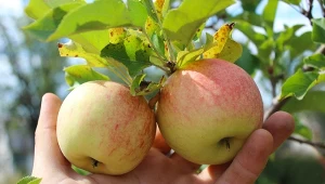 Uprawiając jabłonie, nawet kilka drzew, warto mieć skuteczny sposób na zwalczanie owocówki - szczególnie II pokolenie potrafi wyniszczać plon.