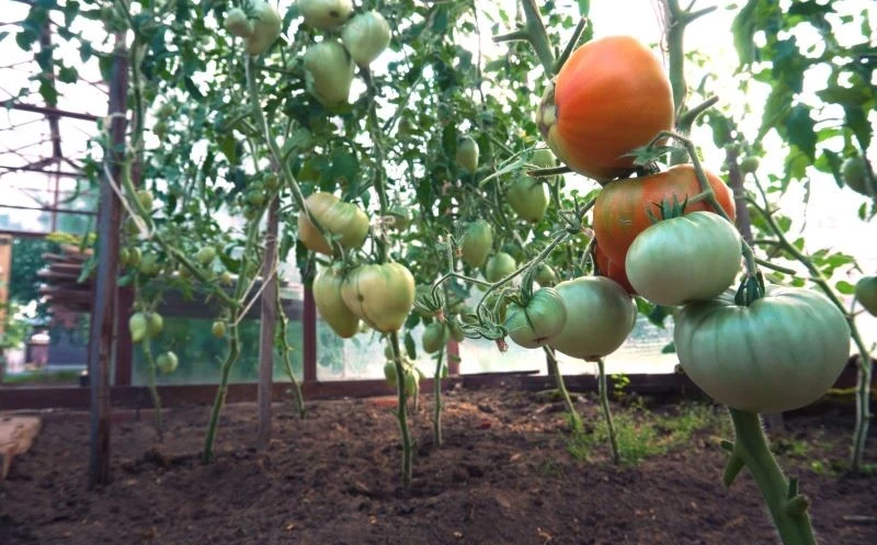 Sól Epsom stosujemy do pomidorów tylko w uzasadnionych sytuacjach