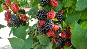 Wyjaśniamy, jak przyciąć jeżynę bezkolcową, by mieć więcej owoców.