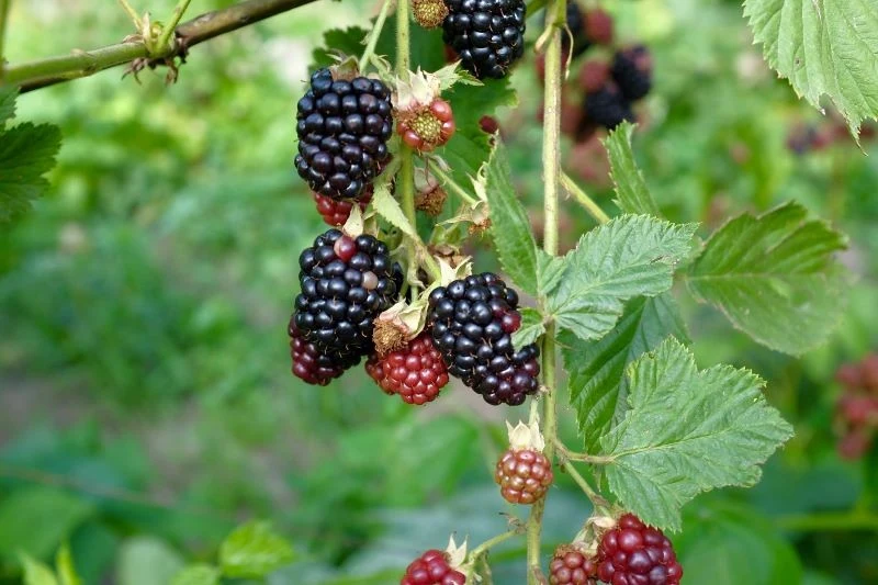 Cięcie wierzchołkowe pobudzi jeżynę do rozkrzewiania się i obfitszego owocowania