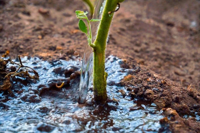 Sól Epsom możemy wykorzystać do podlewania pomidorów