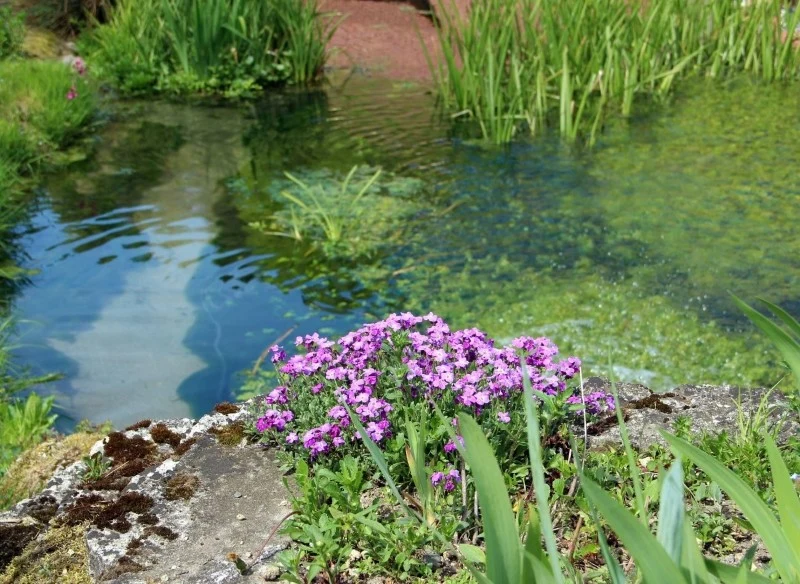 Istnieje wiele gatunków roślin, które idealnie nadają się do posadzenia przy oczku wodnym