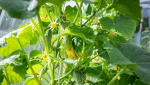 Jak dbać o ogórki, żeby nie rosły krzywe? W lipcu koniecznie zadbaj o właściwe nawożenie.