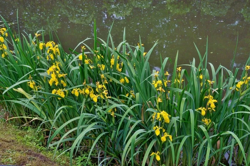 Kosaciec żółty to roślina, która doskonale poradzi sobie przy oczku wodnym