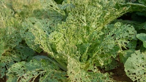 Pchełka ziemna robi spustoszenie w ogrodzie. Jak rozpoznać i walczyć ze szkodnikiem?