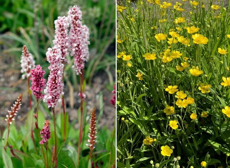 Jakie rośliny posadzić wokół oczka wodnego