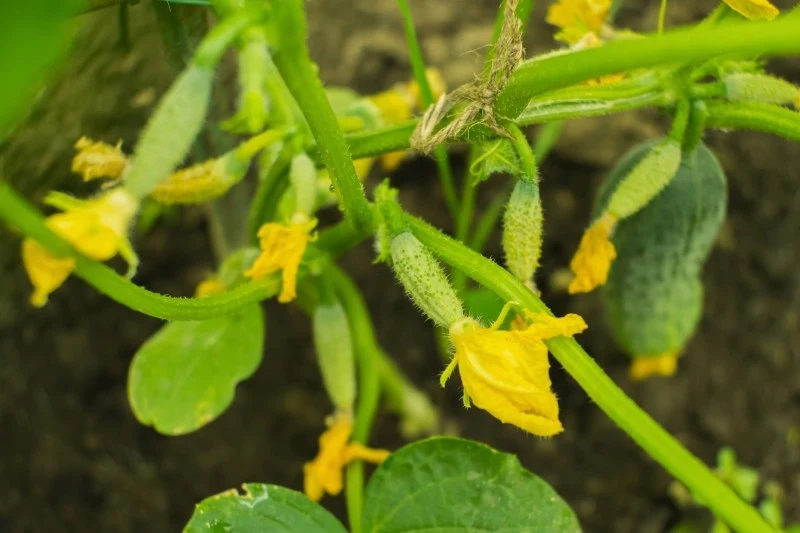 Kształt ogórków podpowie, czego im brakuje
