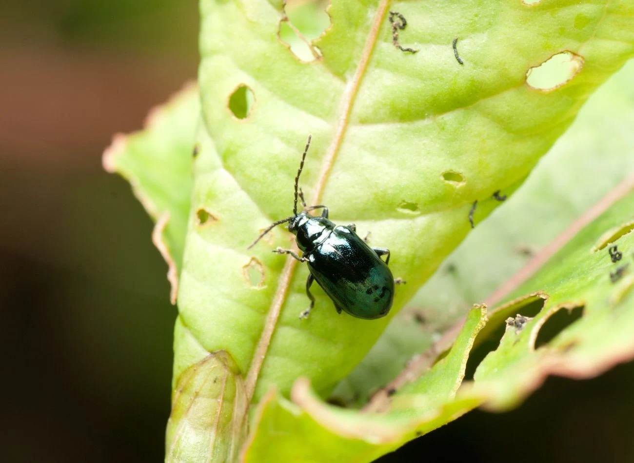W ogrodach możemy mieć do czynienia z kilkoma gatunkami pchełki ziemnej