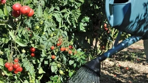 Sprawdziliśmy, jak podlewać pomidory i ogórki w upały - zabieg niby prosty, ale łatwo o błąd i uszkodzenie systemu korzeniowego roślin.