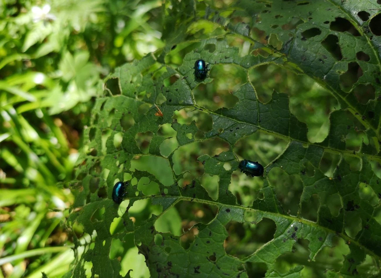 Jeśli szkody poczynione przez pchełkę są duże, nie obejdzie się bez specjalistycznych środków chemicznych