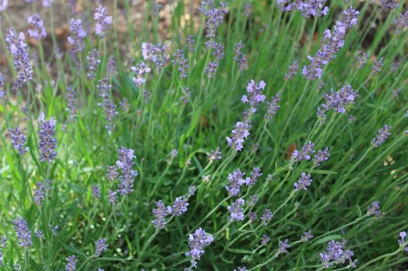 Jak ciąć lawendę w lipcu, by obficie zakwitła jeszcze w tym samym sezonie