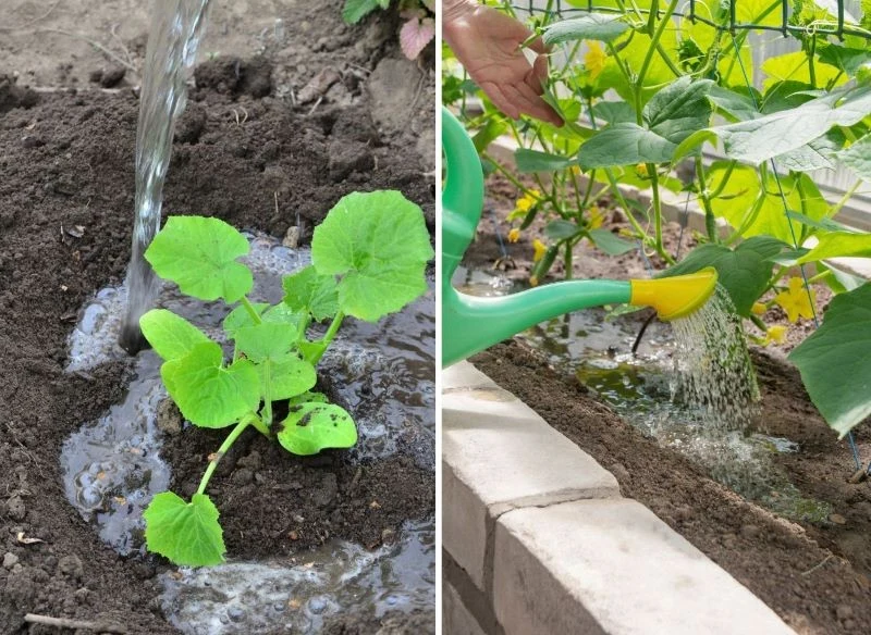 Odżywki w formie płynnej podawane doglebowo to najlepszy wybór w okresie suszy, ponieważ cenne składniki dostarczane są głębiej, a roślina ma więks...